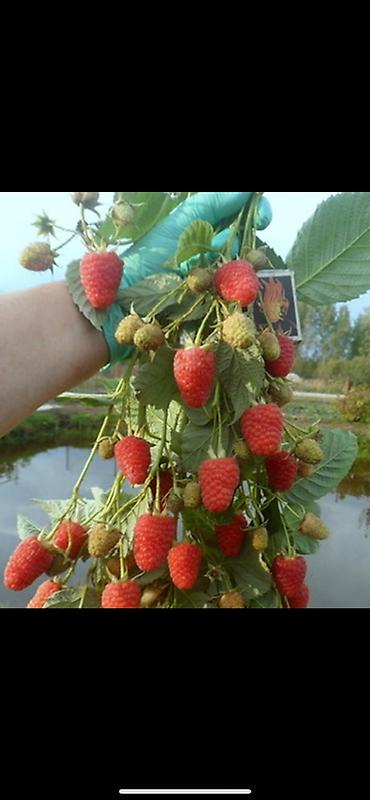 Эндросадира, полонез кочоттору бар чалгыла at lalafo.kg Эндросадира, полонез кочоттору бар чалгыла
