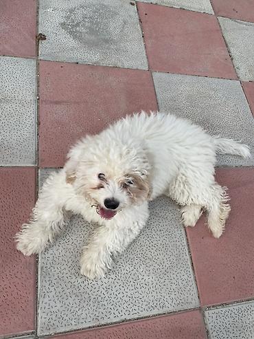 donuz heyvan: Pudel, 5 ay, Dişi, Peyvəndli, Ödənişli çatdırılma, Ünvandan götürmə — 1
