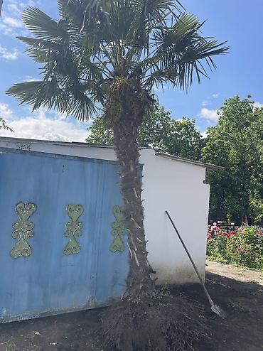 i̇ran pecləri satışı: Xurma ağacı
Yaşı 10 
Yer oğuz rayonu — 1