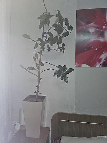 Бөлмө өсүмдүктөрү: Комнатные растения в горшках - Кливия (Clivia) — крупный куст с — 4
