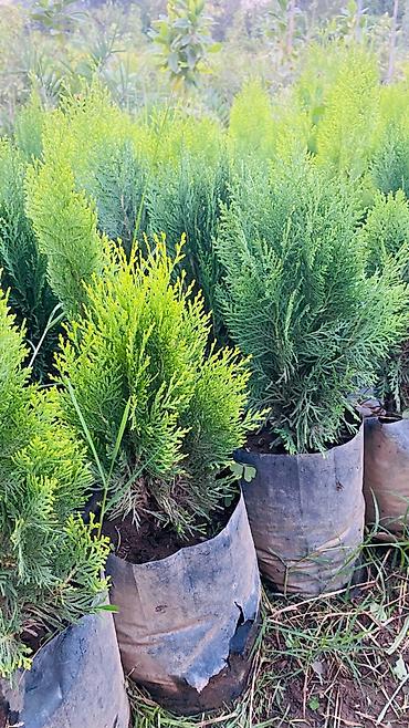 Şitillər: Thuja (konik/qədim kiparis) şitili – qara polietilen torbada — 5