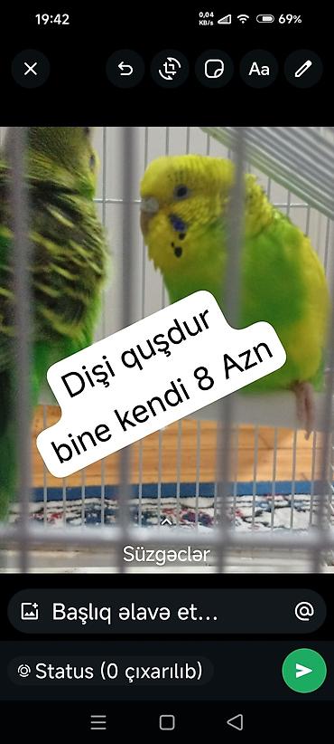 попугай жако купить в баку: Dişi dalğıç muhabbet quşu (budaq üzərində, qəfəsdə). Rəng: parlaq — 1