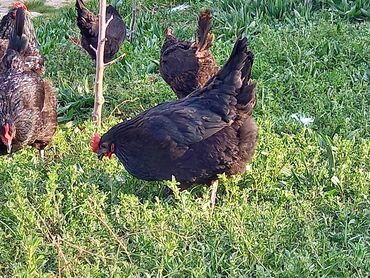 Cücələr: Toyuq cücələri, Damazlıq, Rayonlara çatdırılma, Ödənişli çatdırılma, Ünvandan götürmə — 2