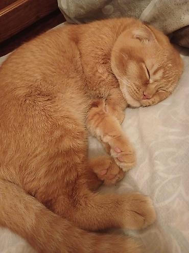 Pişiklər: Şotland — 6