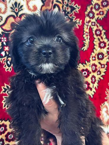 quru it yemi: Salam.Maltipu balaları tecili satılır.2 ay, 10 günlükdür.Böyüyüyəndə — 7