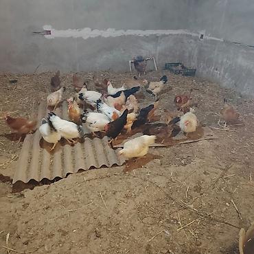 bildirçin əti satışı: Satılır: biri 14 azn yumurtlayan toyuqlar hamısın alan olsa endirim — 1