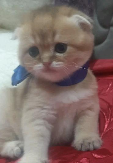 Pişiklər: Şotland, Erkək, Dişi — 23