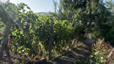 Həyət evləri və villaların satışı: 6 otaqlı, 150 kv. m, Orta təmir — 46