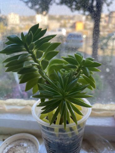 Фикусы: Продаю комнатные цветы, выращенные с душой, ухоженные и здоровые. В — 9