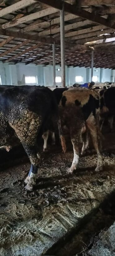 Inəklər, öküzlər: Məhsul: Qaramal – ət istiqamətli dana/öküzlər Təsvir: - Şəkillərdə — 5