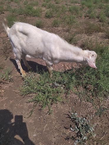 erkek danalar: Salam.erkək çəpiş satıram 300manata fevral ayında doğulub — 2