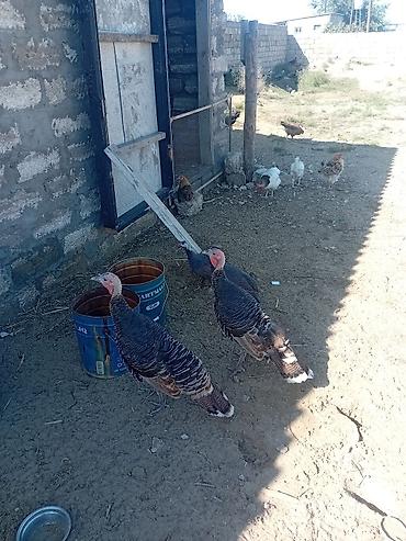 quş: Hind quşları satılır 1 erkey 2 dişi — 3