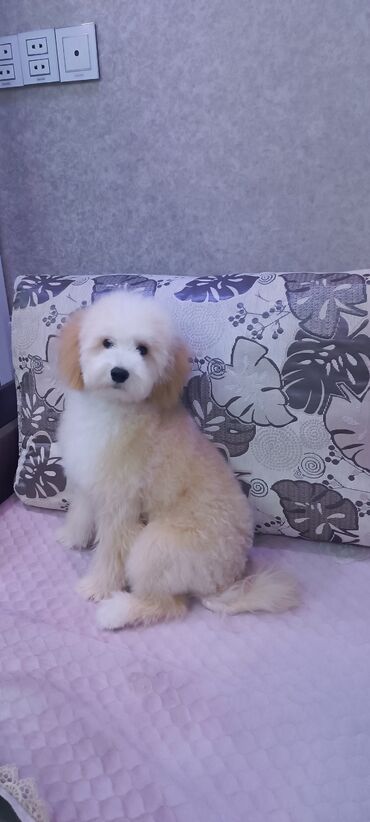 İtlər: Pudel, Sənədli — 1