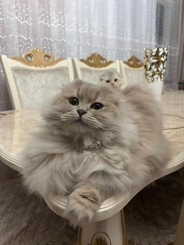 Pişiklər: Şotland — 6