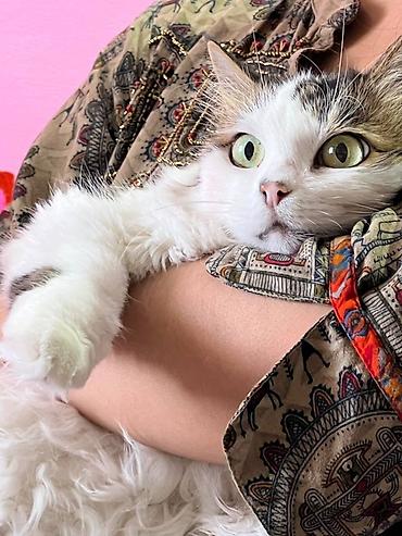 манчкин кот цена: Кошка даром: Манчкин, 4 месяца, Девочка — 2