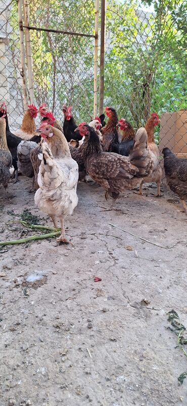 toyuq satişi: Toyuq, Yumurtalıq, Ödənişli çatdırılma