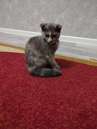doberman balasi satilir: Şotland, Dişi, Yaxşı əllərə, Ünvandan götürmə — 2