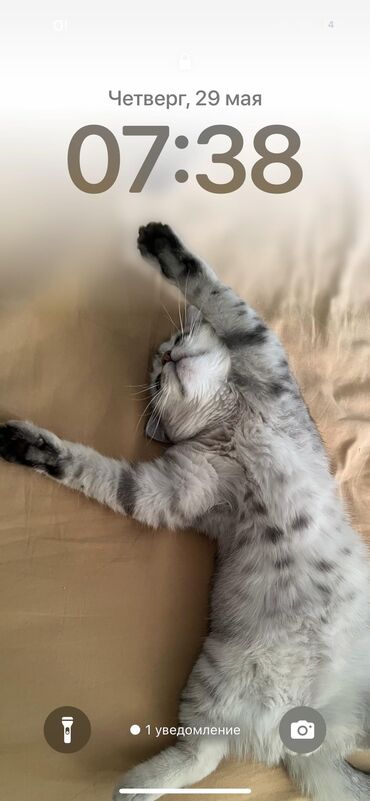 объявления о пропаже животных: Шотландский прямоухий котенок 8 месяцев, отдам в хорошие руки