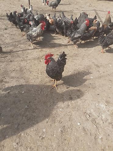 Toyuqlar: Toyuq, Damazlıq -da lalafo.az — 2 Toyuqlar: Toyuq, Damazlıq — 2