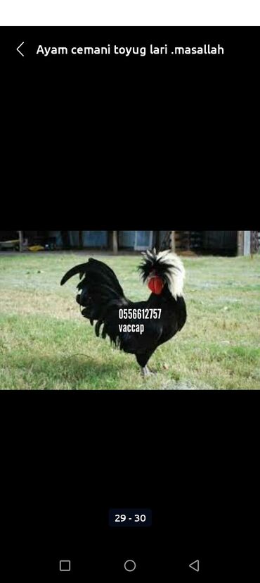 Toyuqlar: Toyuq, Damazlıq, Ödənişli çatdırılma — 24