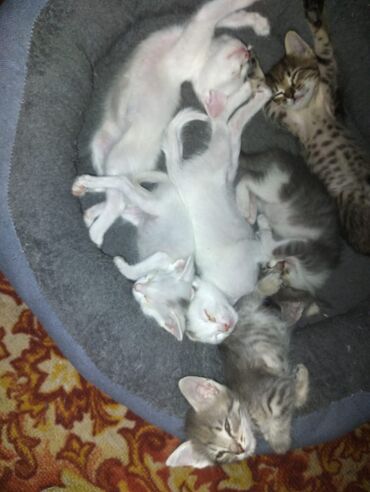 мейн кун бишкек питомник lyubushka купить котенка цена фото: Котята — это очаровательные домашние питомцы, которые принесут радость