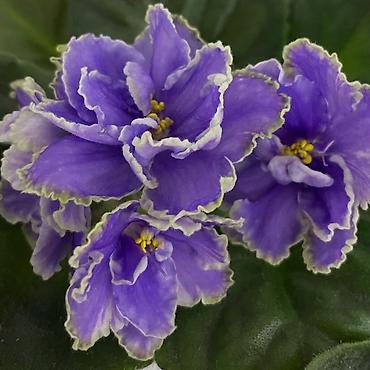 Фиалки и глоксинии: Продам! 1 Детки стандартных сортовых фиалочек. Цена за детку от 80 — 21