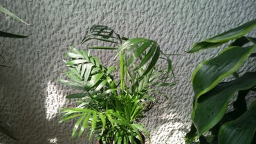 Ostale kućne biljke: Palma Shamaedorea, raskošnog rasta