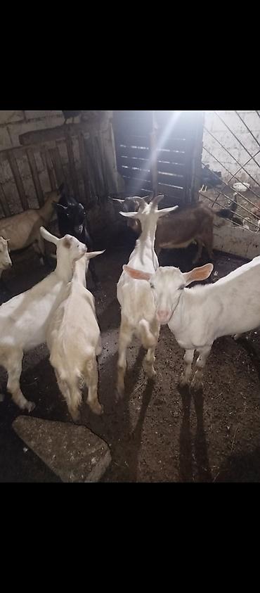 heleb keçileri: 10 dene keçi balası satılır, 6 si erkek,4 dişi, birinin qiyməti 175 — 1