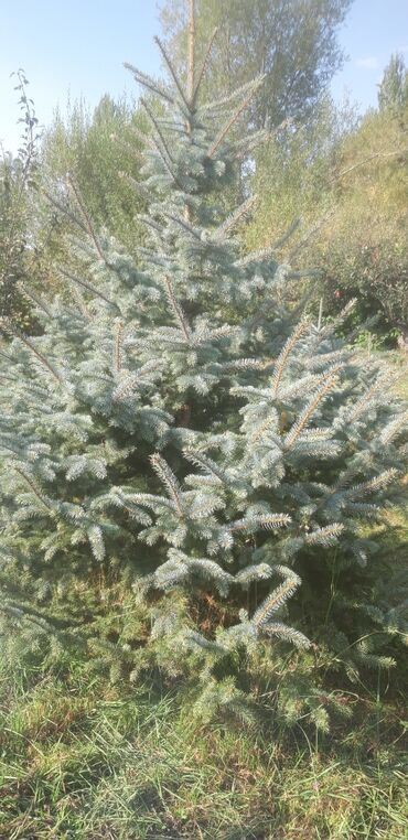 купить металлический шкаф для одежды бу: Ель голубая (Picea pungens, голубая ель) - Живая декоративная хвойная