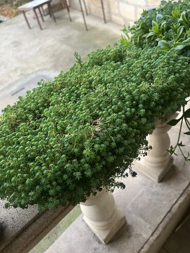 Otaq bitkiləri: Her biri ucuz kimete Gencededi catirma var size yaxin yere ancag — 54