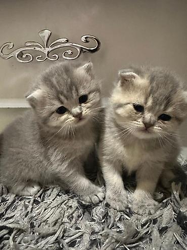 Pişiklər: Şotland yastı qulaq — 9