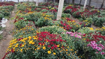 Çöl bitkiləri: Müxtəlif rəngli Xrizantema payızgülü güllərinin topdan və pərakəndə — 9