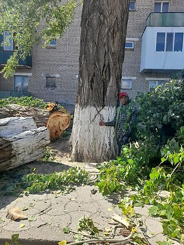 Спил деревьев, заготовка дров: Спил дерево 🌲 опытный пилшик бак кыйабыз отун аралайбыз Терек тополь — 8