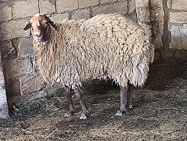 Mal-qara: Damazli qoc bir yas yarimliq — 1