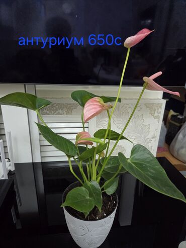 растения аквариумные купить: Продаю домашние цветы: Антуриум-розовый фламинго, декабристы, бегония