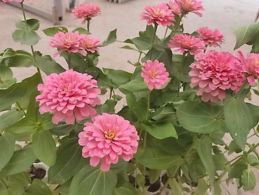 flowers: Рассада декоративных однолетников из теплицы - Ассортимент: цинния — 3