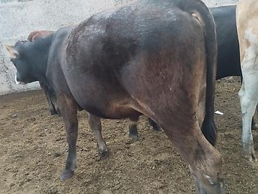 Коровы, быки: Продаю | Бык (самец) | На откорм at lalafo.kg — 1 Коровы, быки: Продаю | Бык (самец) | На откорм — 1