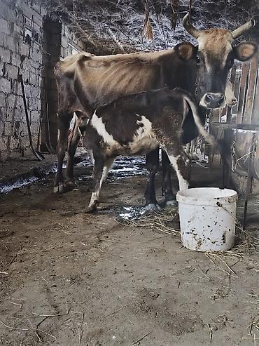 xacmaz heyvan bazari: Diqetle oxu yig Ana Bala satlir qocadi Dişi yoxdu çöle gedib gelen — 4