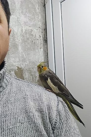 kakadu quşu: Başlıq: 🌟 TAM ƏL QUŞU – Mehriban və Dişləməyən Dişi Korella ​Təsvir — 5
