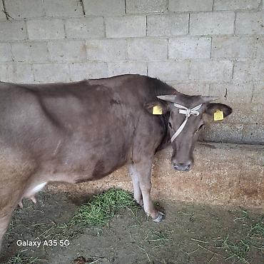 Коровы, быки: Продаю | Корова (самка) | Для молока — 5