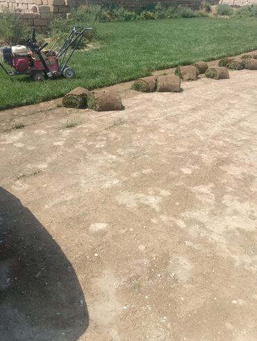 Ağaclar: BuQazon catrlma qurasdrma dekarativ agaclarin satişi 24/7 elaqe -da lalafo.az — 5 Ağaclar: BuQazon catrlma qurasdrma dekarativ agaclarin satişi 24/7 elaqe — 5