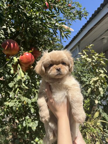 İtlər: Pekines, 3 ay, Erkek
