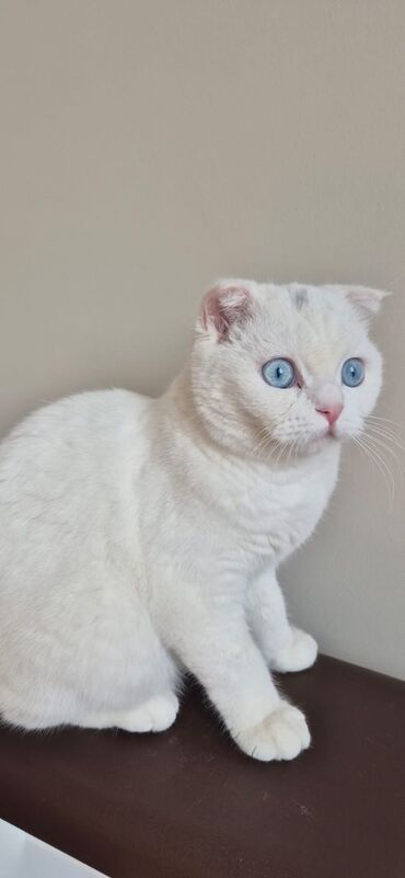 самюн ван в таджикистане: Şotland, Dişi, Ünvandan götürmə