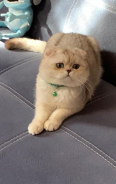 вязку: Вязка ! Не продажа!!! Молодой котик Scottish fold окрас серебристая — 4