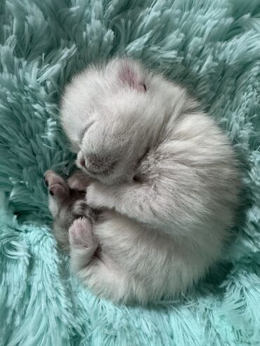 Продажа кошек: Скотиш Фолд (Шотландская вислоухая), 2 месяца, Девочка at lalafo.kg — 2 Продажа кошек: Скотиш Фолд (Шотландская вислоухая), 2 месяца, Девочка — 2