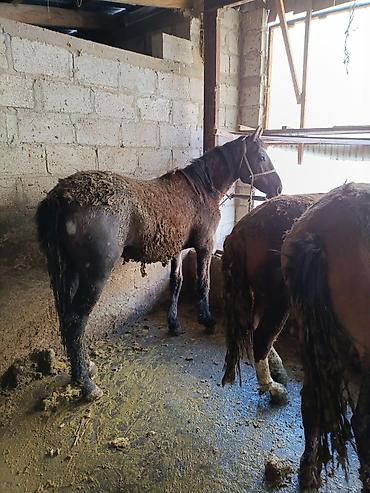 Лошади, кони: Продаю | Жеребец | Рабочий — 6