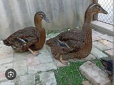 lal ordəklərin satışı: Dişi, Damazlıq — 1