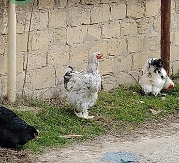 brama cuceler: Toyuq, Brama, Damazlıq, Ödənişli çatdırılma — 7