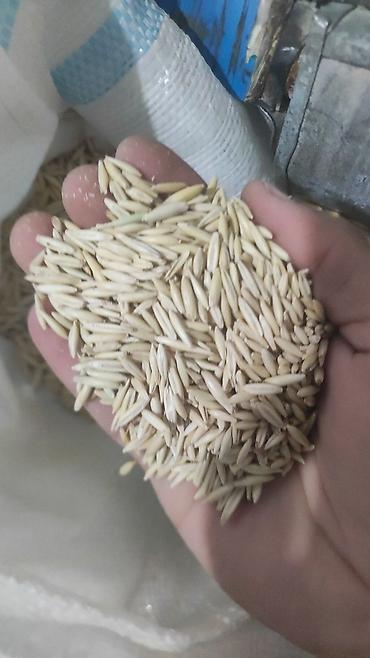 qarğıdalı toxumu satışı: Süper vələmir toxumutəmizlənmiş toxumdur içinde heç bir əlavə toxum — 1