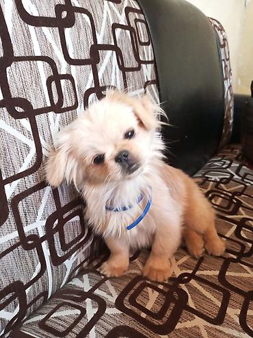 qanqalın ölçüsü: Pekines, Dişi, Peyvəndli, Ünvandan götürmə — 1